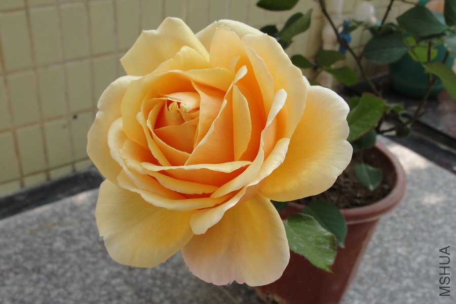 DSC05001-1.jpg