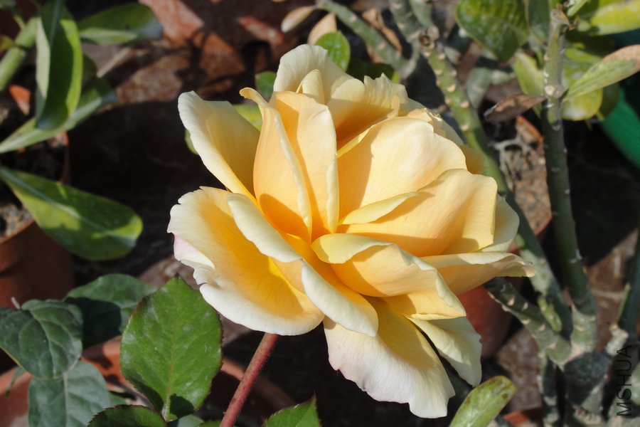 DSC05076-1.jpg