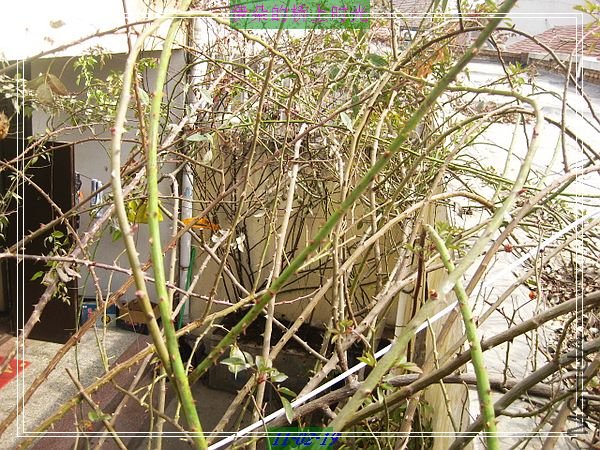 nEO_IMG_��Ƭ 025.jpg