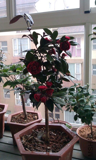 ��Ҷ����