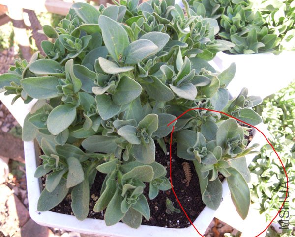 DSCN1816.JPG