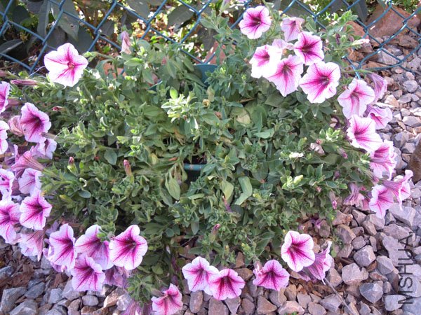 DSCN1821.JPG