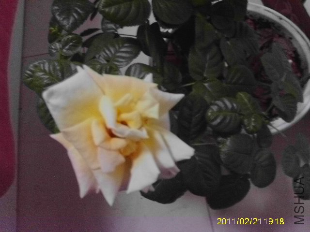 IMAG0056.JPG