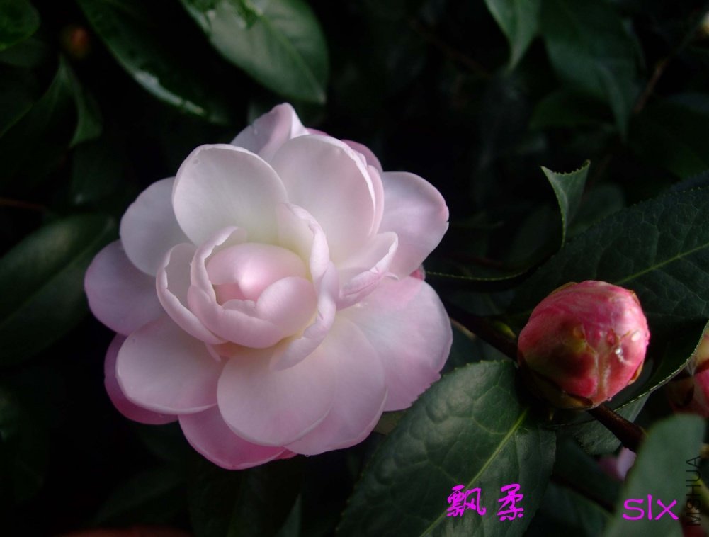 Ʈ��11-2-22f 1.jpg