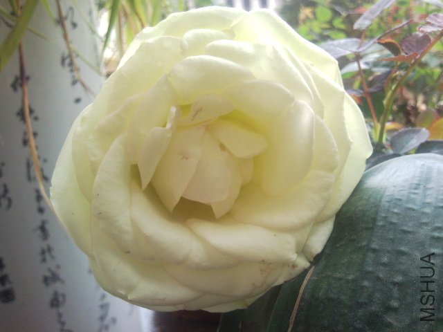 201102��ɫ�¼�.jpg