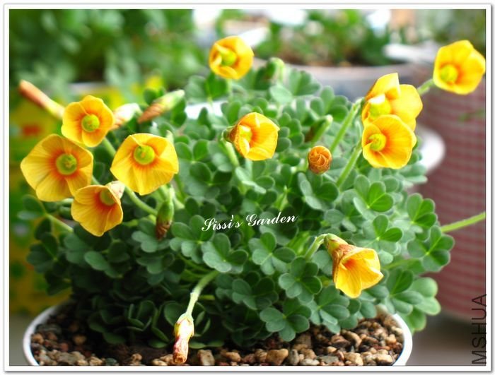 nEO_IMG_110220 004.jpg