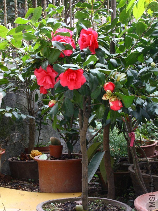 2011.02.23.�軨���� 006.jpg