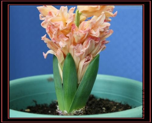 ������Ů��