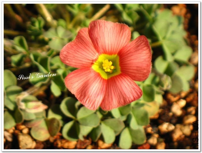 nEO_IMG_110223 Oxalis obtusa Rose.jpg