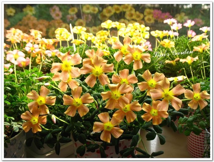 nEO_IMG_110223 007.jpg