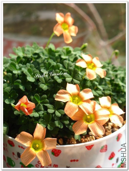 nEO_IMG_110220 169.jpg