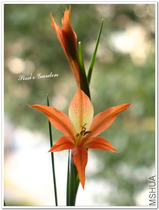 nEO_IMG_110223 Gladiolus watsonius.jpg