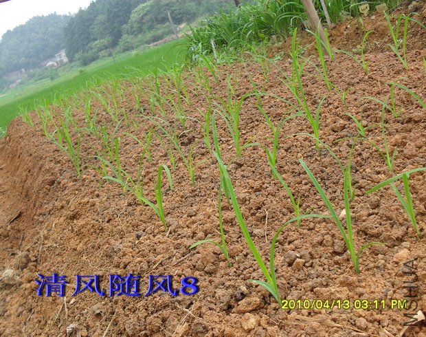 ���Ҳ�����