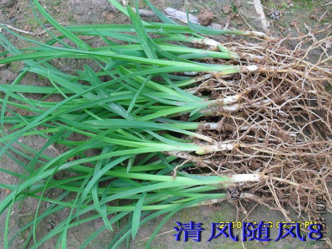 �ӽ�������