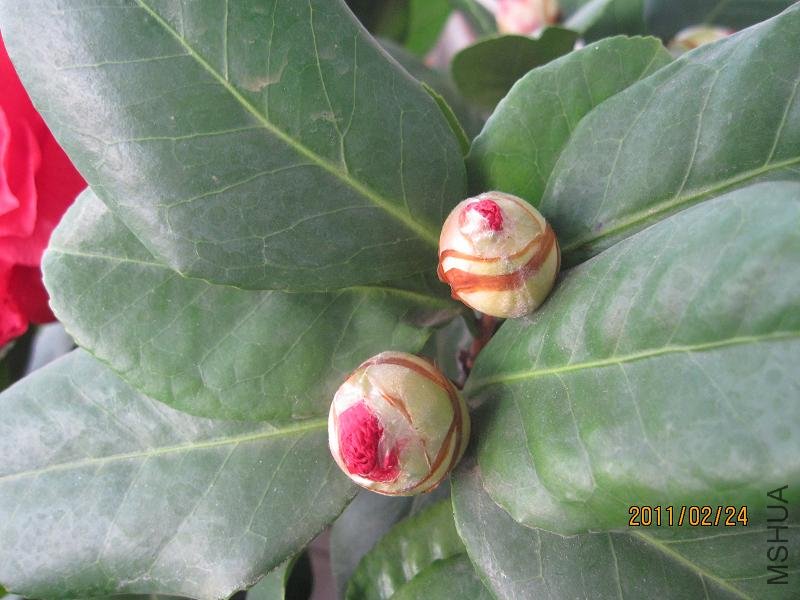 beiladameigui20110224 0041.JPG