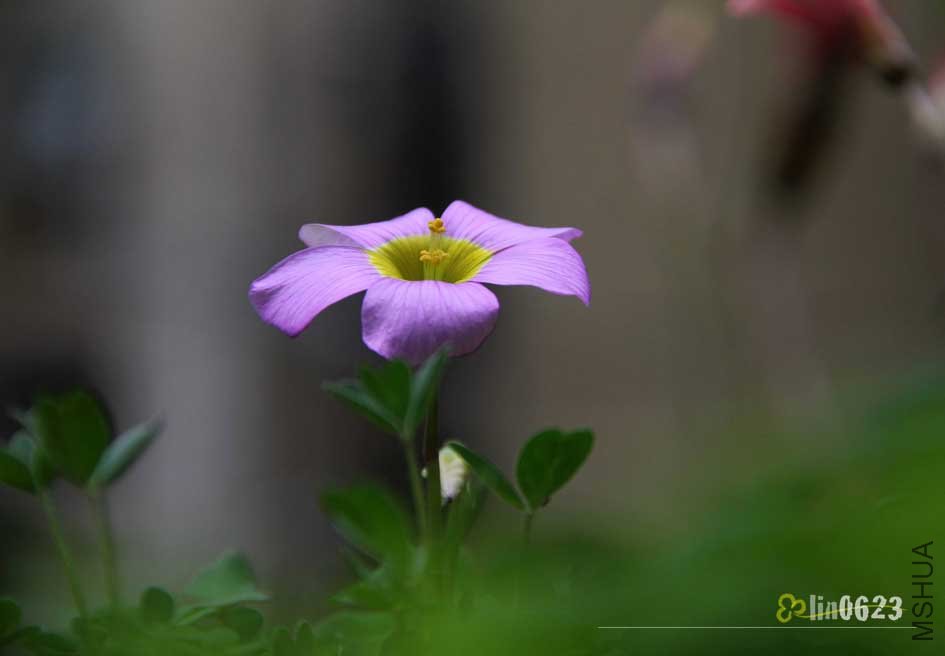 Oxalis obtusa Large Form.JPG