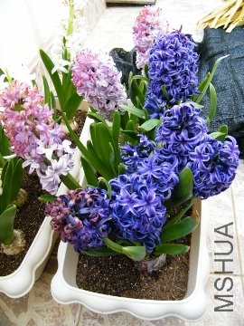 123 007 (270x360).jpg