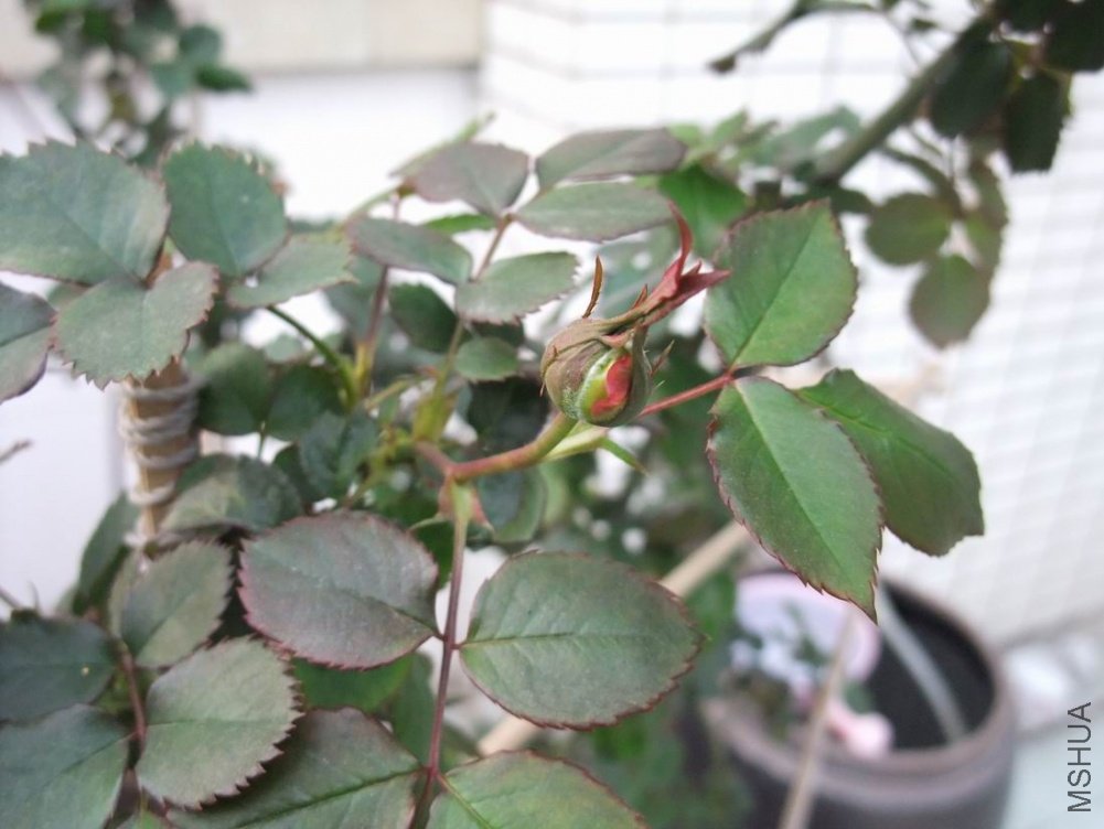 ������С DSCF3100.JPG