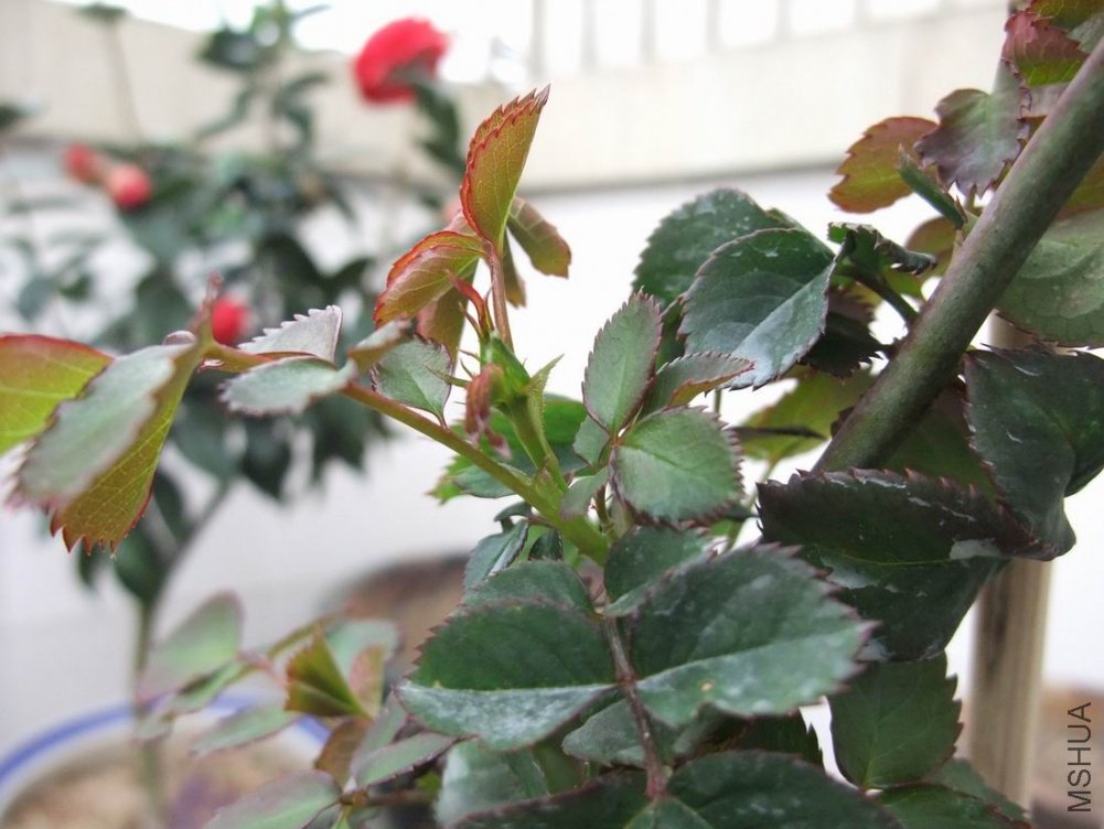 ������С DSCF3073.JPG