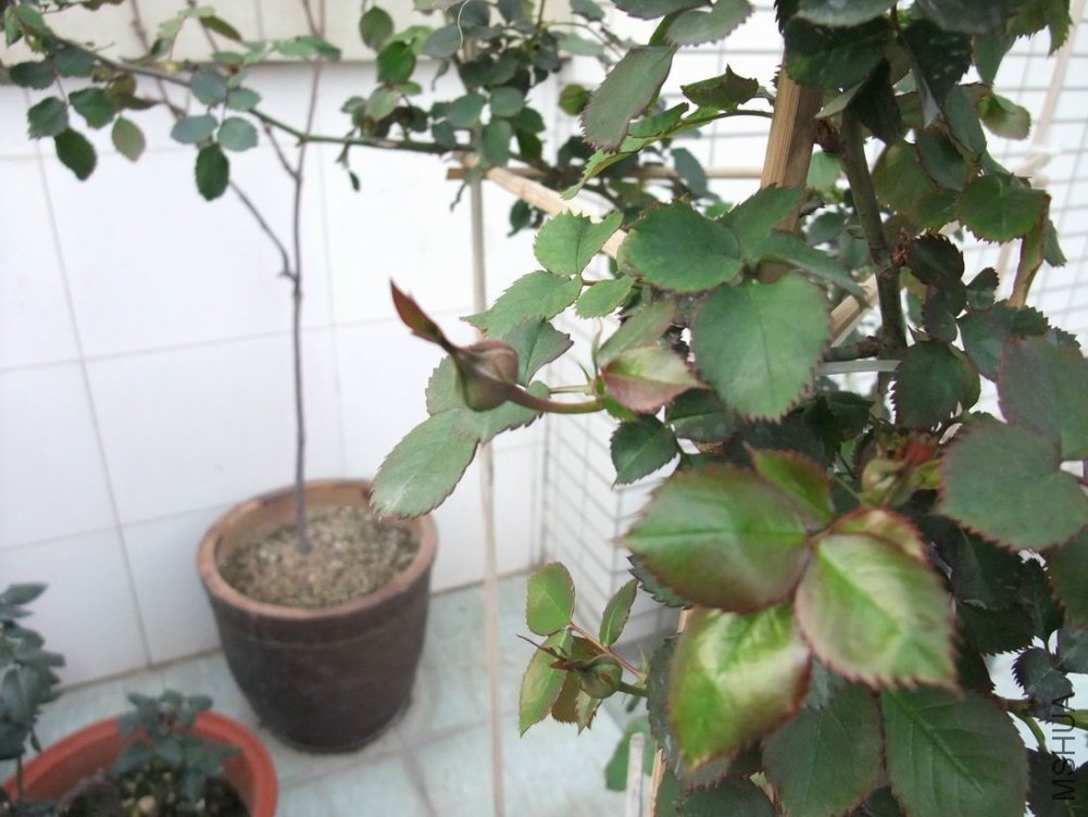 ������С DSCF3099.JPG