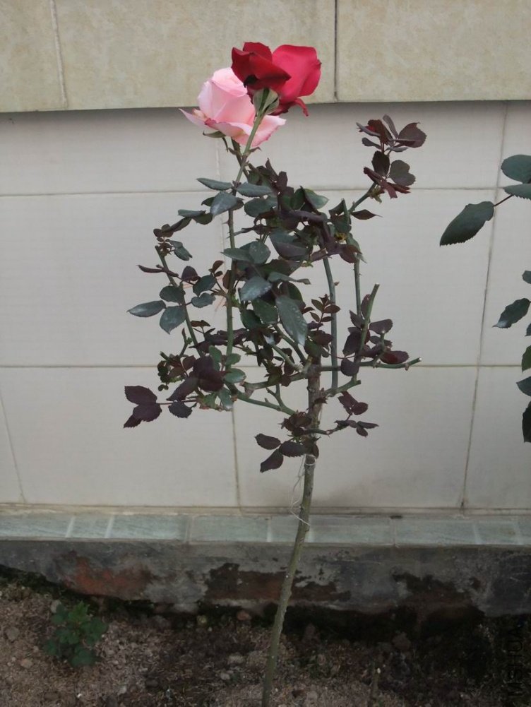 DSCF3108.JPG