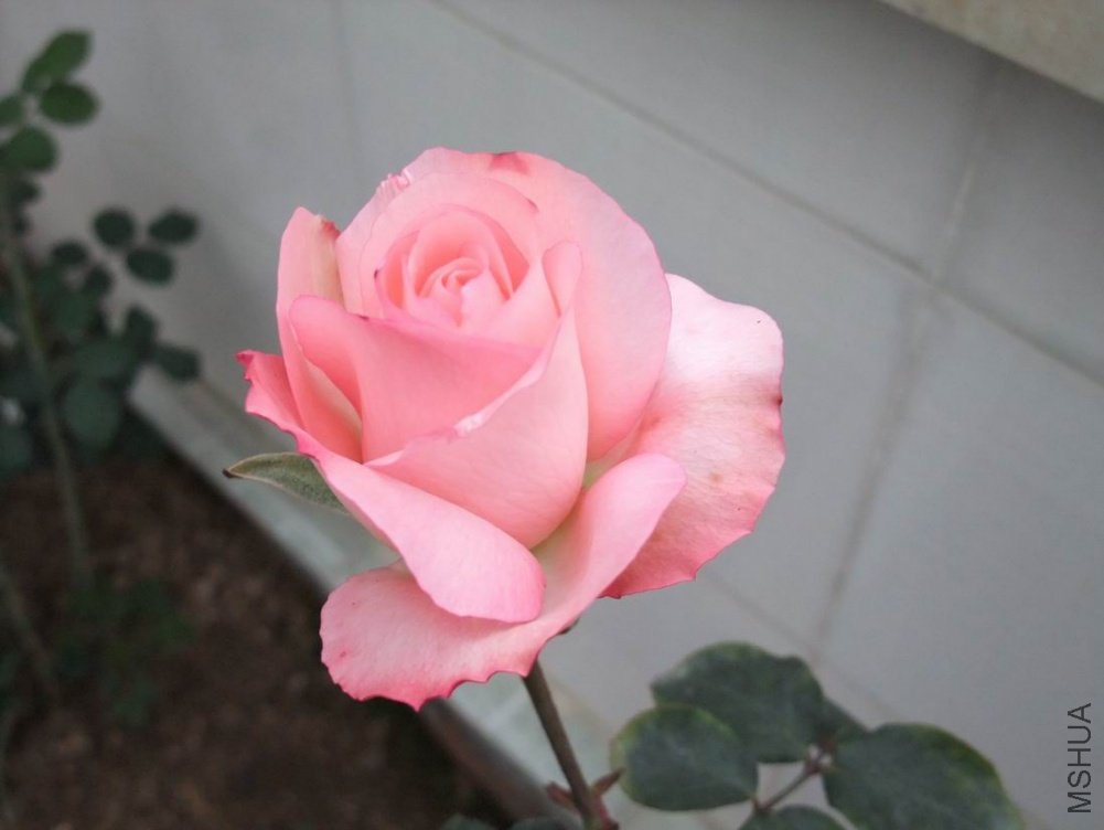 DSCF3082.JPG