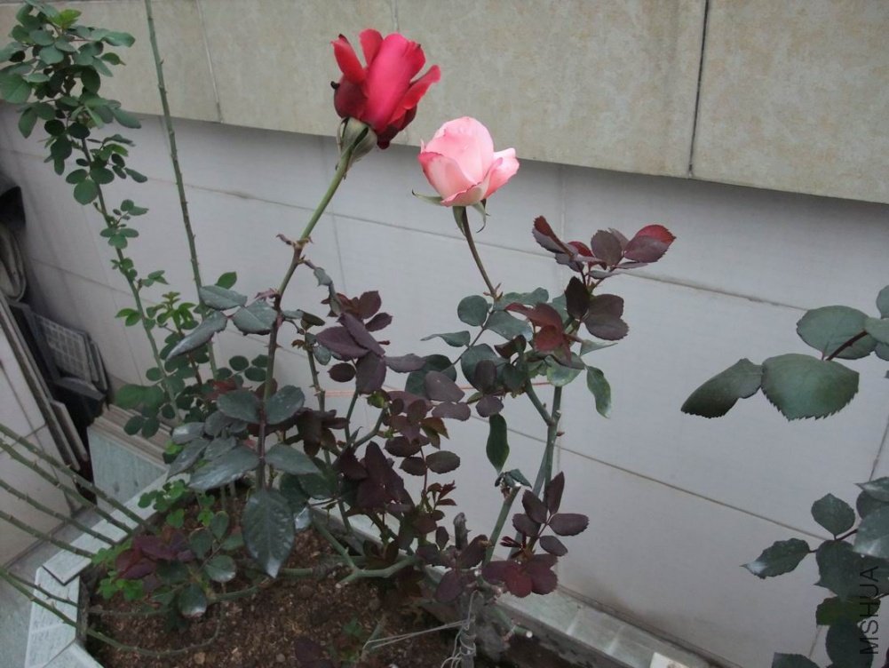 DSCF3083.JPG