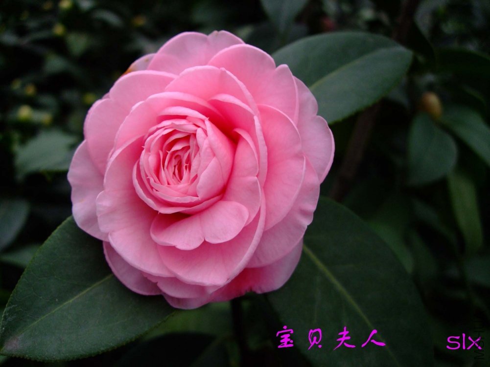 ��������11-2-25f (1).jpg