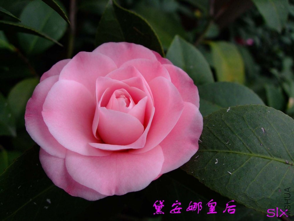 �찲�Ȼʺ�11-2-25f (1).jpg