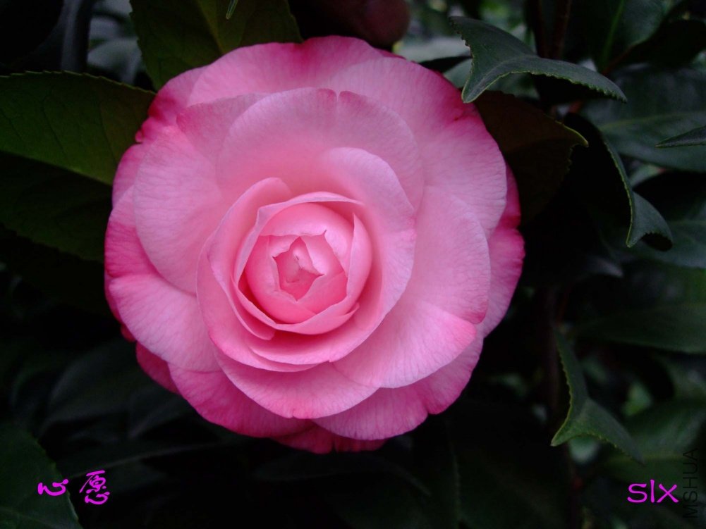 ��Ը11-2-25f (1).jpg