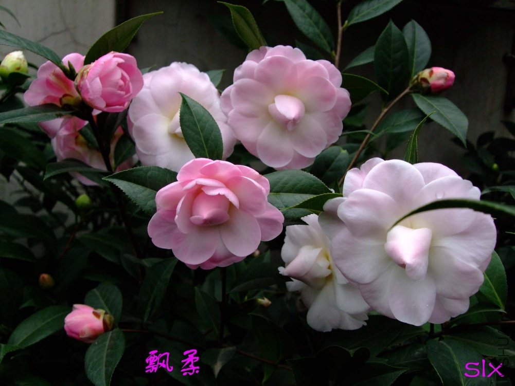 Ʈ��11-2-25f (2).jpg