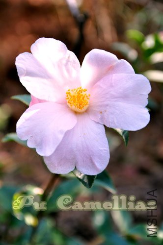 DSC_0054.jpg