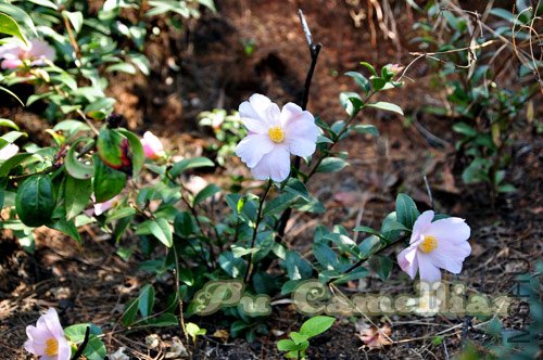 DSC_0053.jpg