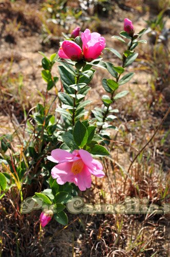 DSC_0070.jpg