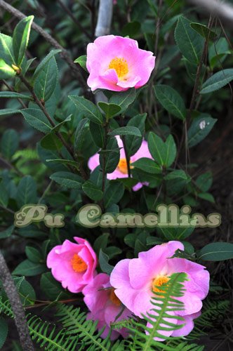 DSC_0081.jpg