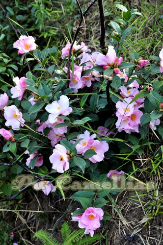 DSC_0077.jpg
