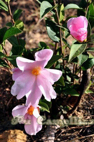 DSC_0074.jpg