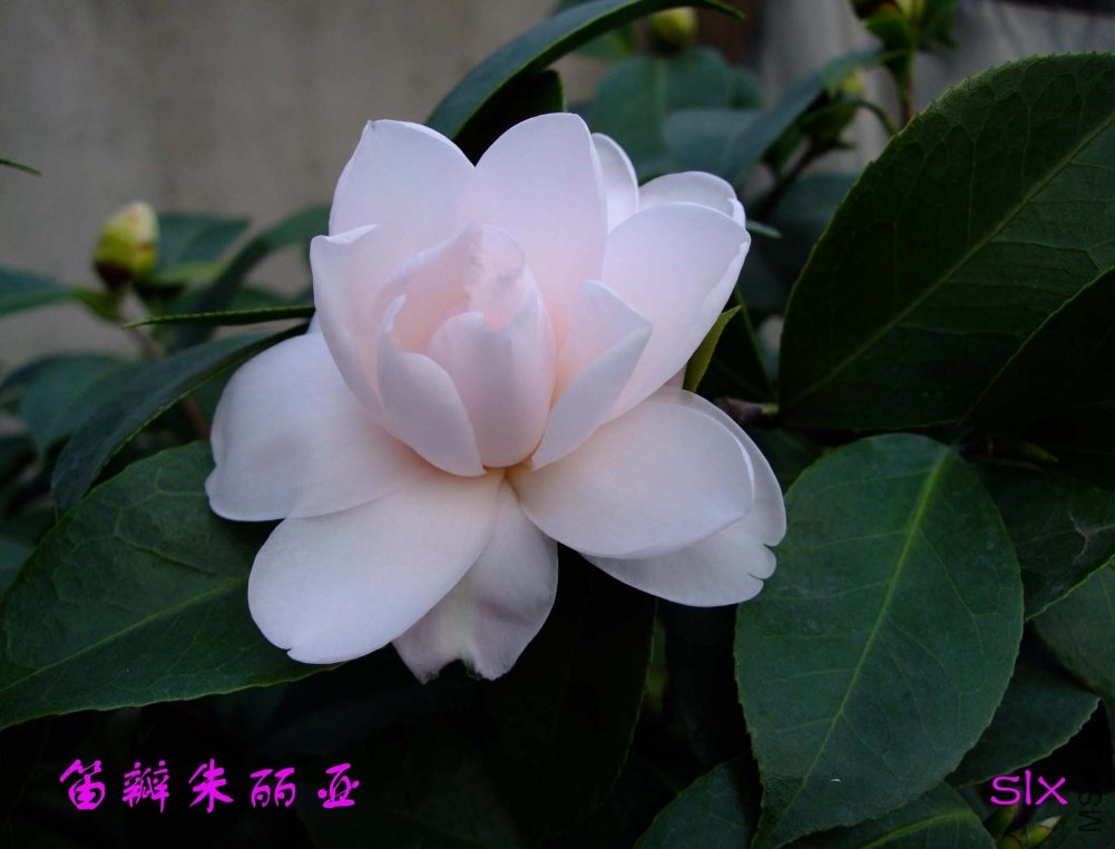 �Ѱ�������11-2-26f (1).jpg