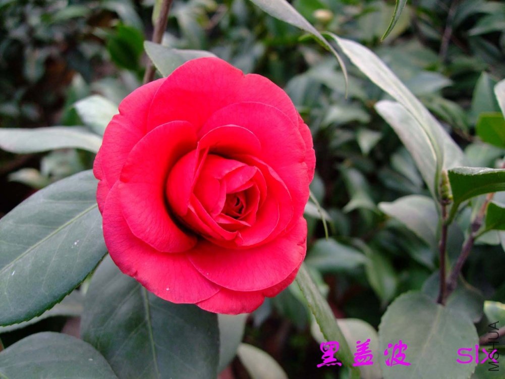 �ڸǲ�11-2-26f (1).jpg