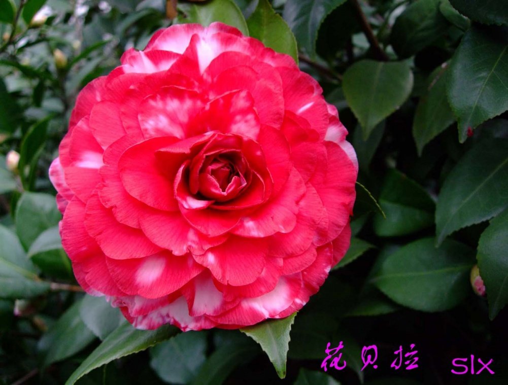 ����11-2-26f (6).jpg