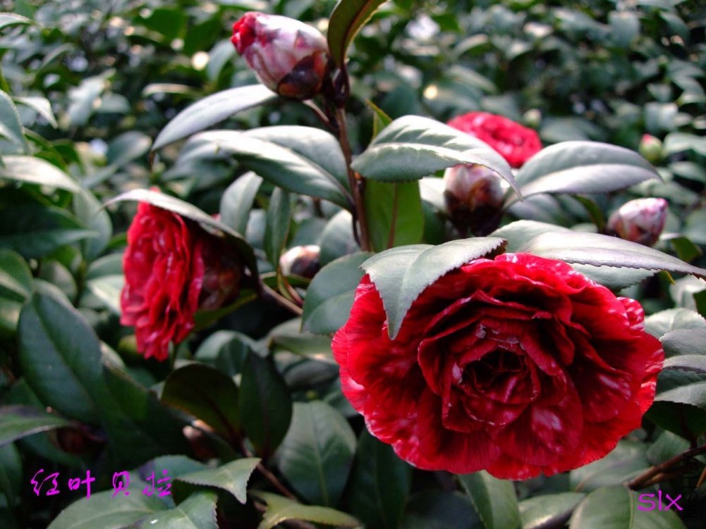 ����11-2-26f (2).jpg