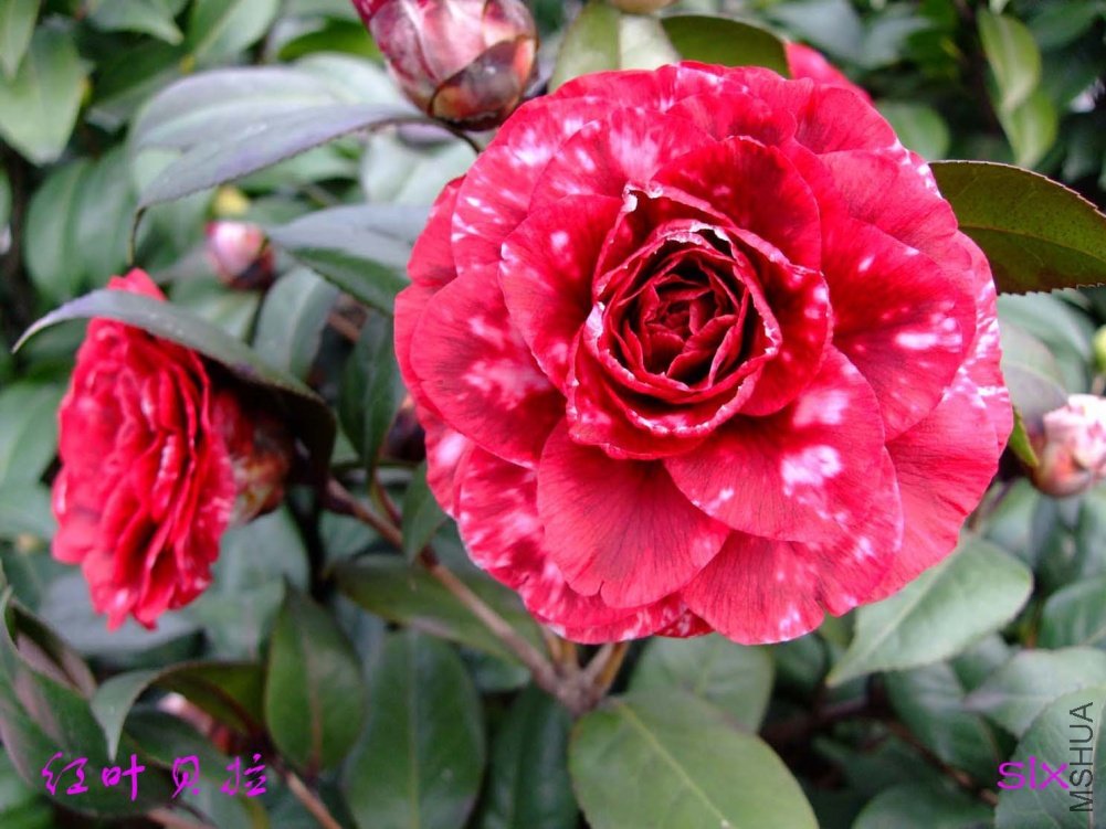 ����11-2-26f (5).jpg