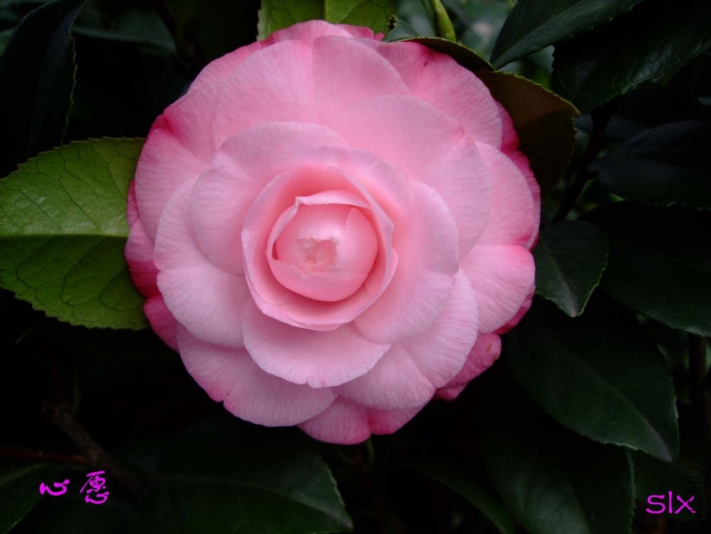 ��Ը11-2-26f (1).jpg