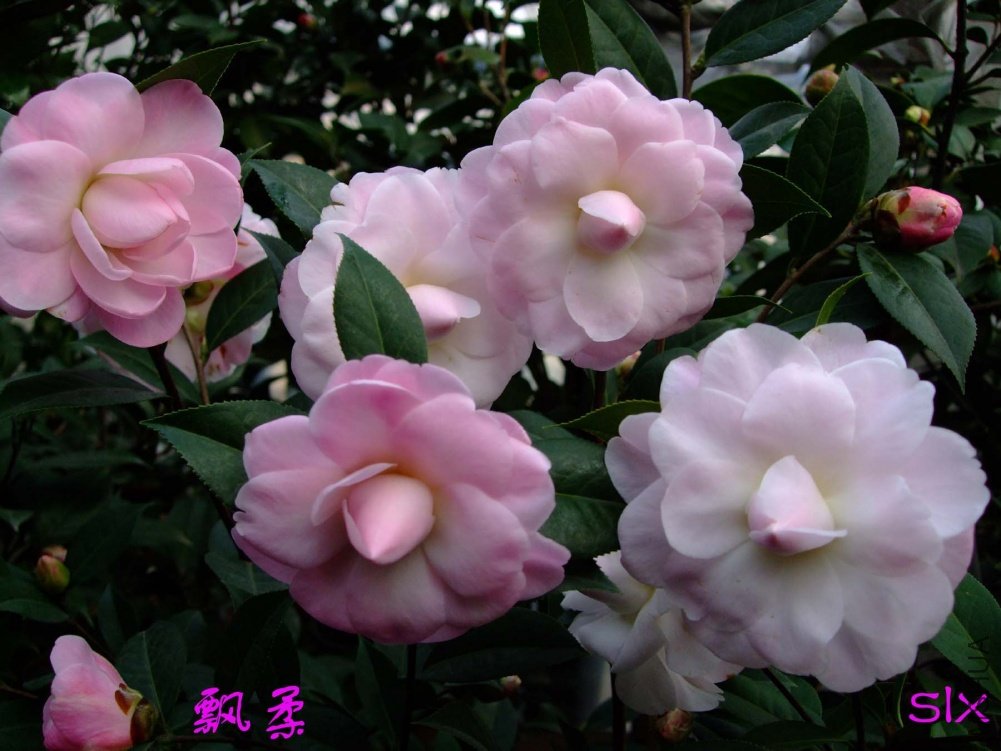 Ʈ��11-2-26f (3).jpg