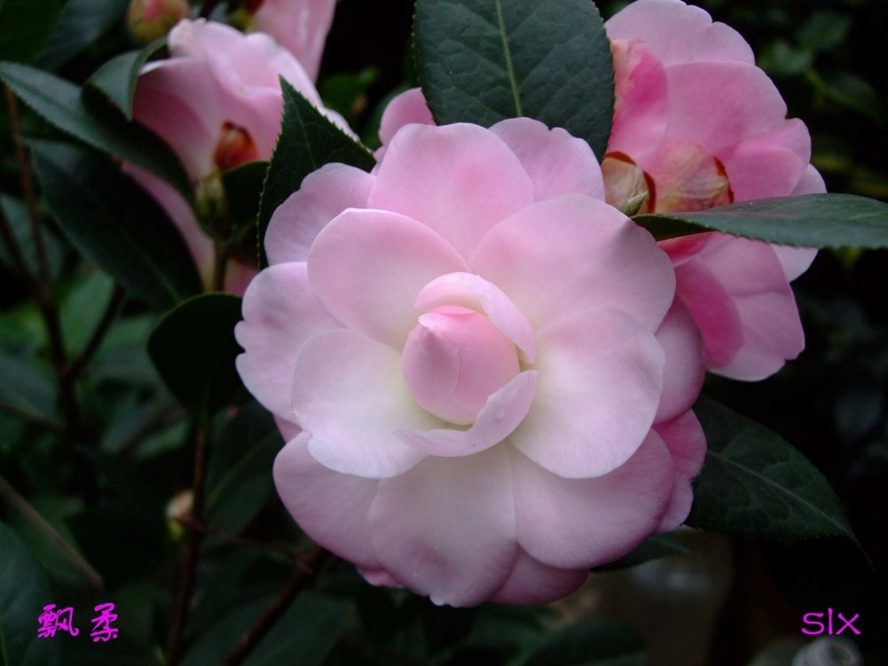 Ʈ��11-2-26f (11).jpg