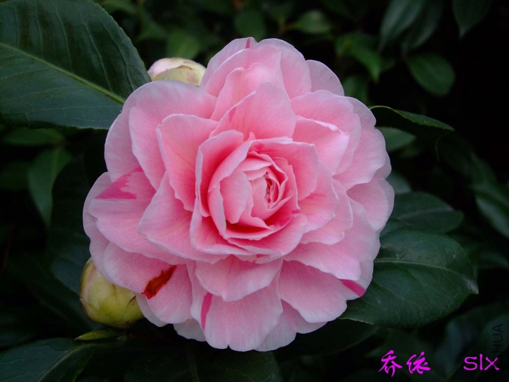 ����11-2-26f (2).jpg