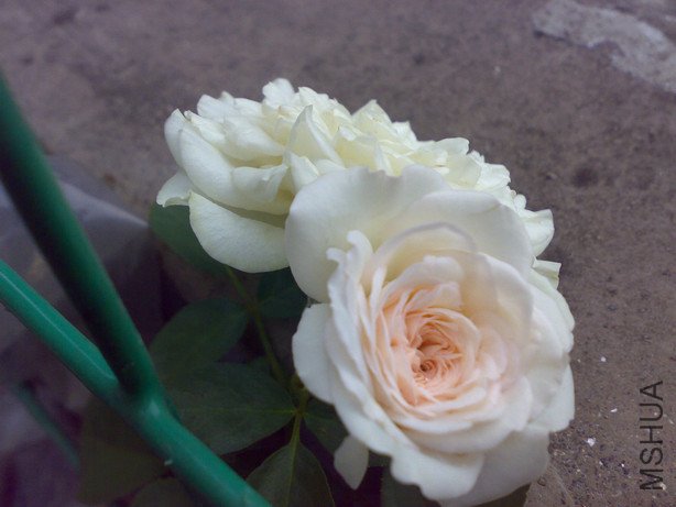 20100813449_1.jpg