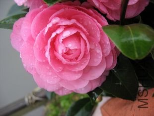T1AApKXXJlXXcrGEo1_042549_jpg_310x310.jpg