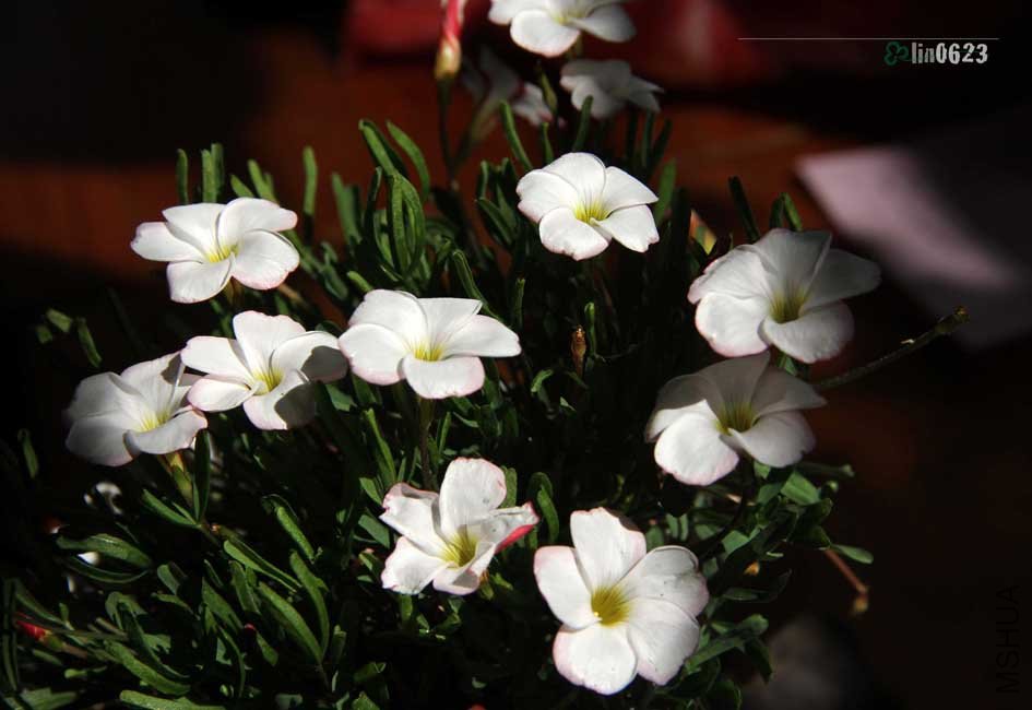 Oxalis versicolor.JPG