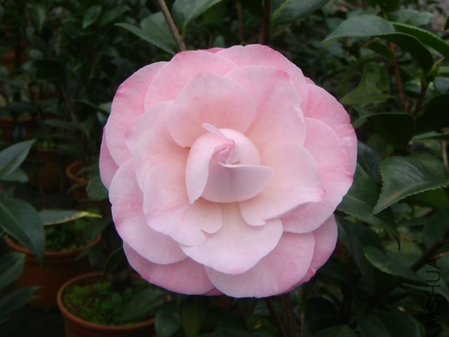 ȸ������